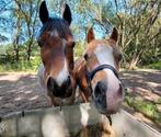 Verzorger pony's gezocht, Ophalen, Nieuw, Overige soorten