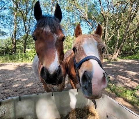 Verzorger pony's gezocht, Dieren en Toebehoren, Paarden en Pony's | Overige Paardenspullen, Nieuw, Overige soorten, Ophalen