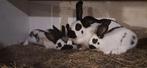 Lotharinger konijnen groot, Dieren en Toebehoren, Konijnen, Meerdere dieren, Groot, 0 tot 2 jaar