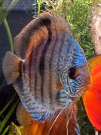 Stocker Discusvis, Dieren en Toebehoren, Vissen | Aquariumvissen, Vis, Zoetwatervis, Schoolvis