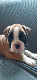 Ras zuivere boxer pup te koop!, 8 tot 15 weken, Eén hond, Nederland, Particulier