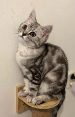 Britse korthaar kittens zoeken gouden mandje, Dieren en Toebehoren, Meerdere dieren, Ontwormd, 0 tot 2 jaar
