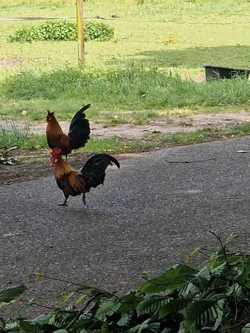 2 mooie Hollandse haantjes beschikbaar voor biedingen