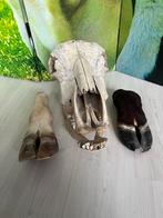 Koeien schedel | Taxidermie Collectie, Ophalen of Verzenden, Boerderijdier, Schedel