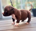 American bully pups met stamboom, Dieren en Toebehoren, België, Particulier, Rabiës (hondsdolheid), Overige rassen