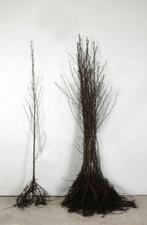 Zwarte Els - Alnus glutinosa 125cm plantgoed boom, Tuin en Terras, Planten | Bomen, Ophalen, Volle zon, Overige soorten