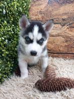 Husky pups helder blauwe ogen ouders stamboom, Dieren en Toebehoren, Particulier, Meerdere, Poolhond, 8 tot 15 weken