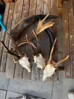 Geweien en schedels set, Ophalen