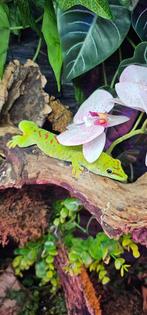 1.0 Phelsuma grandis (reuzen daggekko), Dieren en Toebehoren, Reptielen en Amfibieën, Hagedis, 0 tot 2 jaar