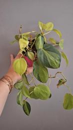 Philodendron Brasil, Huis en Inrichting, Ophalen of Verzenden, Overige soorten, Minder dan 100 cm