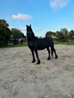 Friese merrie, Dieren en Toebehoren, Paarden, Merrie, 160 tot 165 cm, Onbeleerd, 11 jaar of ouder