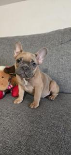 Mooie Franse Bulldog Meisjes - Unieke Kleuren, Dieren en Toebehoren, Honden | Bulldogs, Pinschers en Molossers, Rabiës (hondsdolheid)