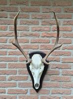 Mooi Edelhert Gewei Jacht Trofee Mancave Jacht Hut f63, Ophalen, Zo goed als nieuw, Hert, Gewei of Kop