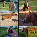 Onze lieve Welsh B pony met papier, Dieren en Toebehoren, Pony's, Merrie, B, Gechipt, A pony (tot 1.17m)