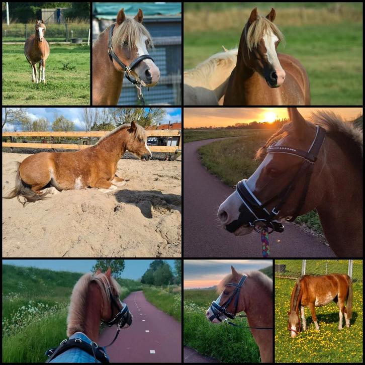 Onze lieve Welsh B pony met papier, Dieren en Toebehoren, Pony's, Merrie, B, A pony (tot 1.17m), Recreatiepony, 11 jaar of ouder