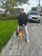 Uitlaat /oppas voor doordeweeks, Dieren en Toebehoren, Particulier, Rabiës (hondsdolheid), Reu, 1 tot 2 jaar