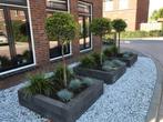 Beplanting bestrating ontwerp, Tuin en Terras, Planten | Bomen, Ophalen, Volle zon, Overige soorten
