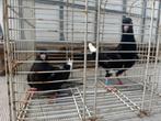 Sierduiven, Dieren en Toebehoren, Vogels | Duiven, Meerdere dieren