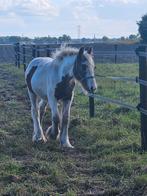 Prachtig groot Tinker/irish cob merrie veulen, Merrie, 0 tot 2 jaar