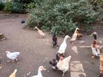 Te koop 3 vrouwlijke loopeenden, Dieren en Toebehoren, Pluimvee, Vrouwelijk, Eend
