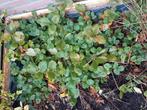 Aardbeien planten, Ophalen, Volle zon