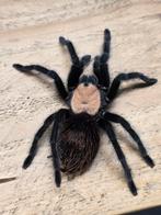 Goudromp vogelspin, Dieren en Toebehoren, Insecten en Spinnen, Spin of Schorpioen