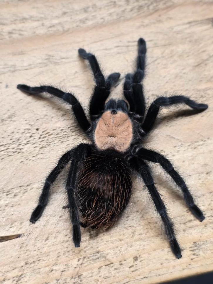 Goudromp vogelspin, Dieren en Toebehoren, Insecten en Spinnen, Spin of Schorpioen