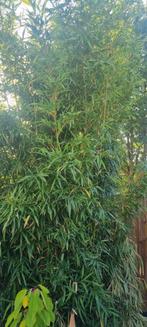 Bamboeplant ..Gratis ophalen!!!, Tuin en Terras, Planten | Struiken en Hagen, Ophalen, Bamboe