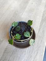 Gewortelde stekjes hoya curtisii, Overige soorten, In pot, Minder dan 100 cm, Groene kamerplant