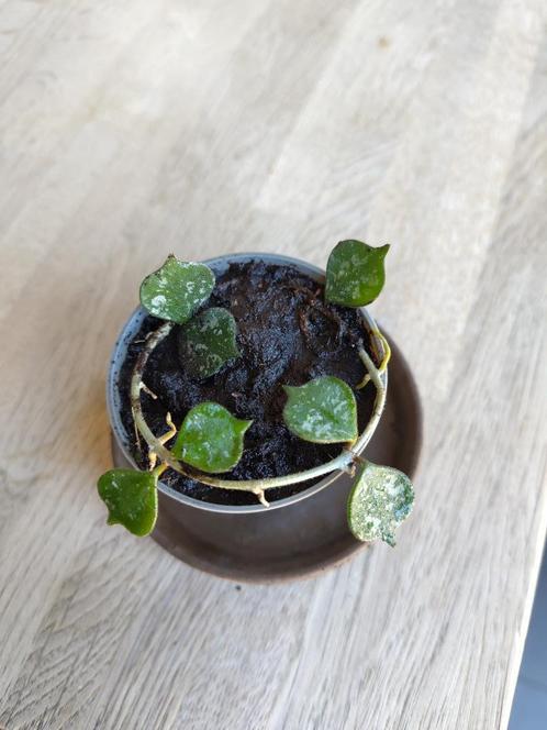 Gewortelde stekjes hoya curtisii, Huis en Inrichting, Kamerplanten, Overige soorten, Minder dan 100 cm, Groene kamerplant, Halfschaduw