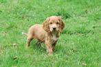 Engelse Cocker Spaniel pups, Dieren en Toebehoren, Nederland, Reu, CDV (hondenziekte), 8 tot 15 weken