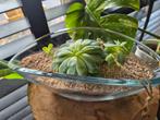 Echeveria  vetplant in glas/ terrarium, Vetplant, Minder dan 100 cm, Groene kamerplant, Halfschaduw