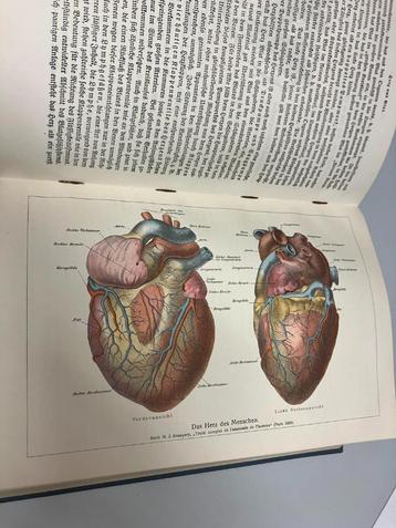 Der Mensch Johannes Ranke 1923 beschikbaar voor biedingen