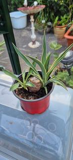 Yucca filamentisa, Overige soorten, Ophalen of Verzenden, In pot, Minder dan 100 cm