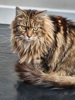 Maine Coon kater zoekt huisje, Kater