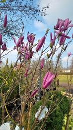 Magnolia susan soulangeana stellata, Ophalen, Volle zon, Overige soorten