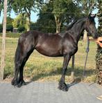 Friese jaarling merrie (Fries), Dieren en Toebehoren, Paarden, Merrie, Gechipt, Dressuurpaard, 0 tot 2 jaar