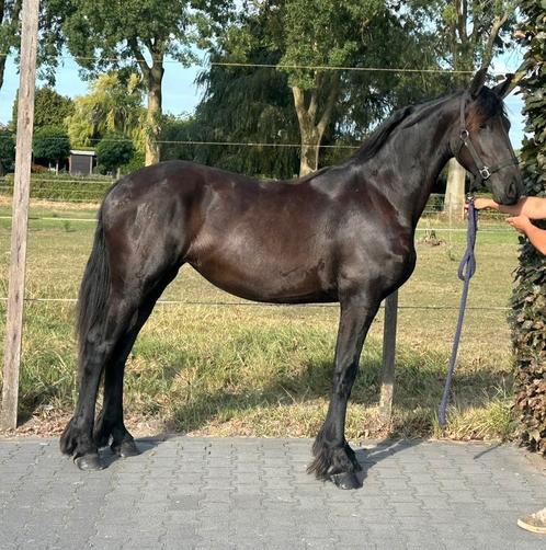 Friese jaarling merrie (Fries), Dieren en Toebehoren, Paarden, Merrie, Onbeleerd, 0 tot 2 jaar, Dressuurpaard, Met stamboom, Gechipt