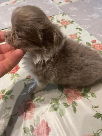 chihuahua pups grijsachtige & blauwachtige &  lavande mooie beschikbaar voor biedingen