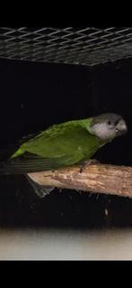 Koppel bonte boeren brr, Dieren en Toebehoren, Vogels | Parkieten en Papegaaien, Meerdere dieren, Papegaai, Geringd