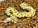 0.1 Leopard Pastel Desert Ghost PH Amur, Dieren en Toebehoren, Slang, 0 tot 2 jaar