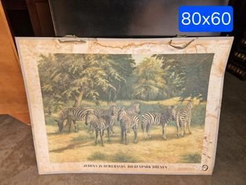 Schoolplaat Rhenen dierentuin beschikbaar voor biedingen