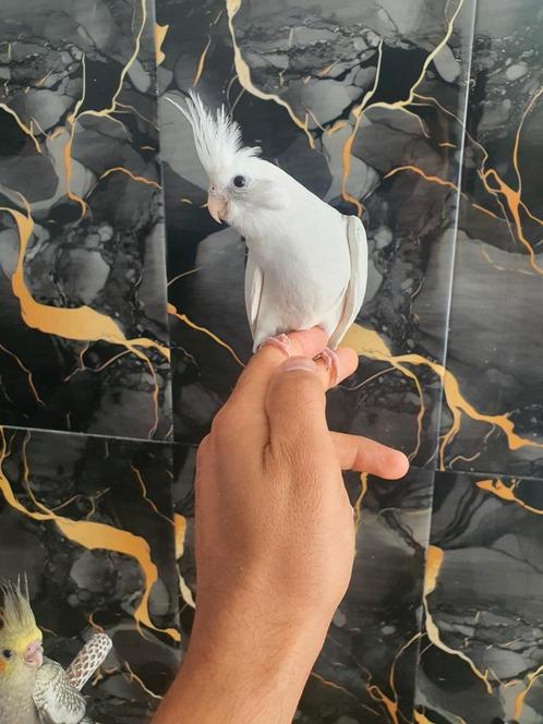 Tamme valkparkiet, Dieren en Toebehoren, Vogels | Overige Vogels, Tropenvogel, Geslacht onbekend