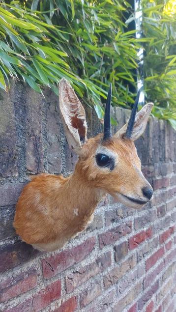 Opgezette kop steenbokje Afrika taxidermy opgezet schedel beschikbaar voor biedingen