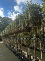 Groenblijvende Elaeagnus ebbingei (olijfwilg) leibomen !!!!, Tuin en Terras, Planten | Bomen, In pot, Leiboom, Halfschaduw, Ophalen of Verzenden