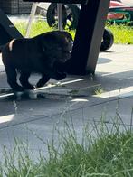 Labrador pups met stamboom, Dieren en Toebehoren, Honden | Retrievers, Spaniëls en Waterhonden, 8 tot 15 weken, Labrador retriever
