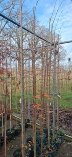 Sycoparrotia semidecidua 'Purple Haze', Ophalen, Volle zon, Overige soorten