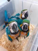Te reserveren tamme blauwgele ara, Dieren en Toebehoren, Vogels | Parkieten en Papegaaien, Geslacht onbekend, Papegaai, Pratend