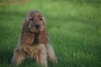 Engelse cocker spaniel pups, Dieren en Toebehoren, Rabiës (hondsdolheid), 15 weken tot 1 jaar, Buitenland, Teef