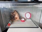 Hamsterkooi, Dieren en Toebehoren, Knaagdieren, Geslacht onbekend, Hamster, Voor 1 juli 2024
